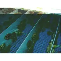 Live African abalones